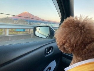 きなこちゃんと富士山
